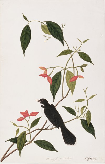 Booring Janke-chee Gutah, uit Tekeningen van Vogels uit Malakka, c.1805-18 door Chinese School